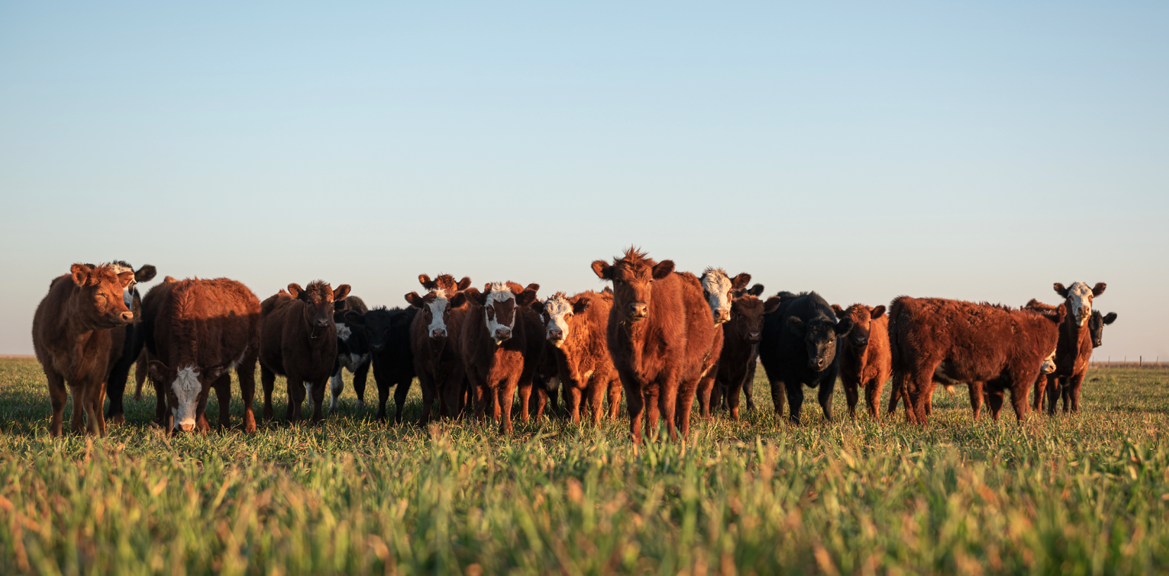Cattle Queen Of Montana main image 1