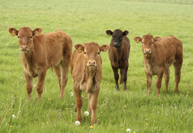 preconditioning calves