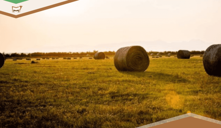 Hay Production Records