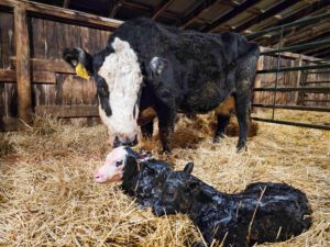 CattleMax Calving Kit