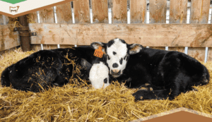 CattleMax Calving Kit