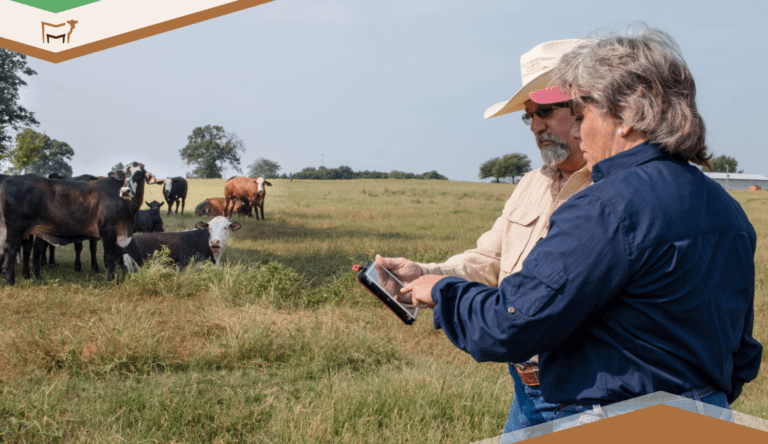 Breed Interface Updates: Gelbvieh, Aberdeen and Beefmaster