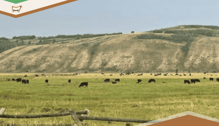 Pasture Management Updates