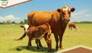 5 Essential Areas to Focus on During Cattle Pregnancy