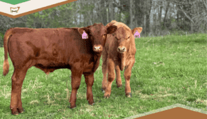 Preconditioning Calves – Setting a Foundation