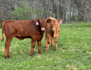 Preconditioning Calves – Setting a Foundation