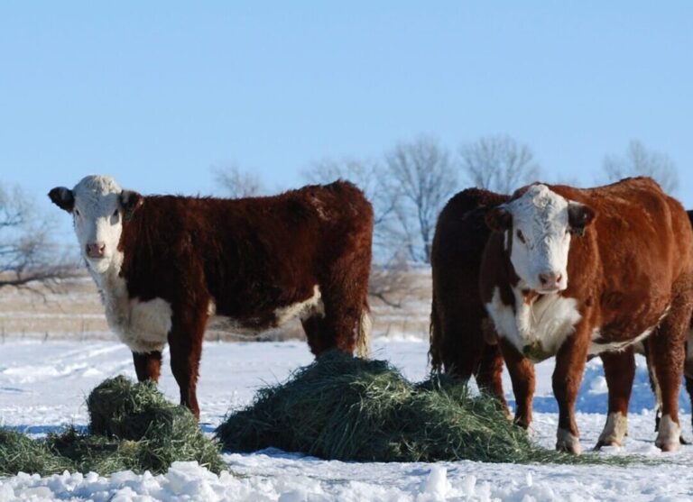 CattleMax Product Recap for 2024