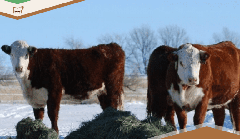 CattleMax Product Recap for 2024