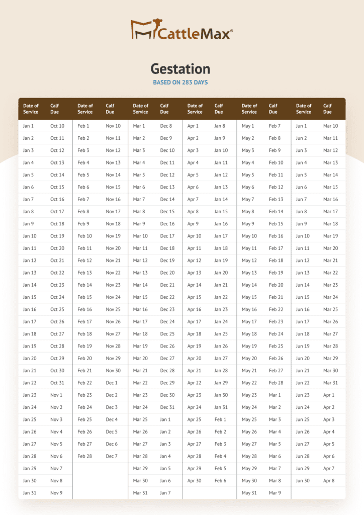 Cattle Gestation Calculator
