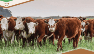 Top 10 Cattle Breeds for Maximizing Profitability