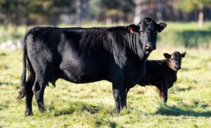 Breed Guide: The Advantage and Characteristics of Angus Cattle