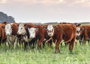 Top 10 Cattle Breeds for Maximizing Profitability