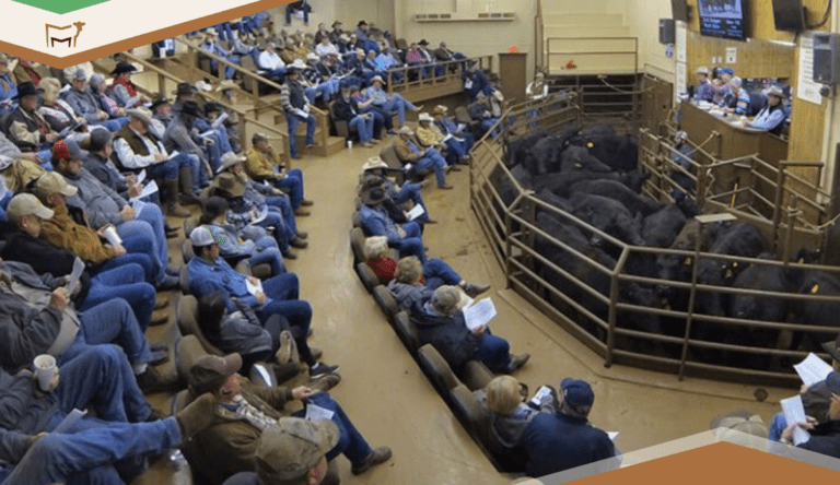 A Smarter Way to Track Sale Weights in CattleMax