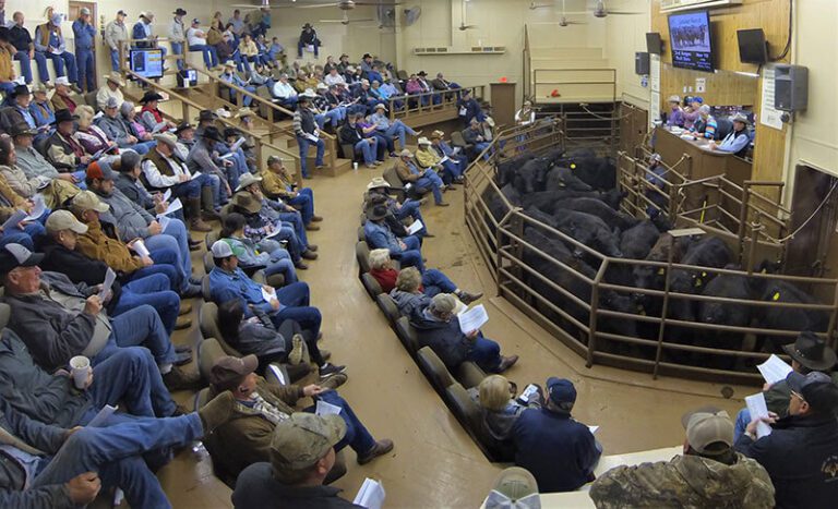 A Smarter Way to Track Sale Weights in CattleMax