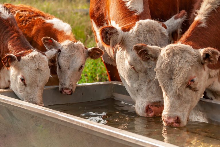 New Industry Connection: Ranchbot Sensors and Rainfall in CattleMax