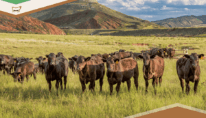 Cow Calf Stocking Rates