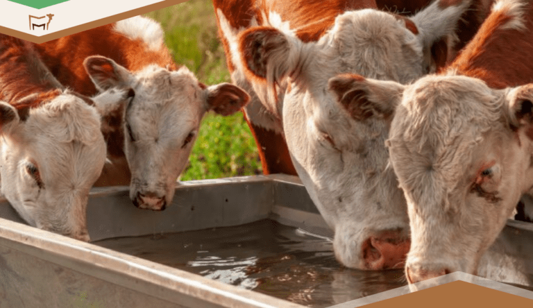 New Industry Connection: Ranchbot Sensors and Rainfall in CattleMax