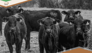Proving Value with Beef Cattle Performance Metrics