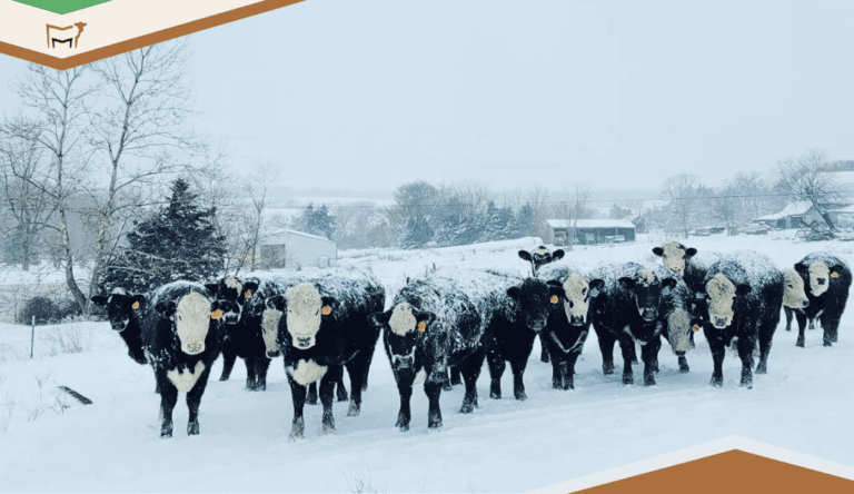 CattleMax Product Recap for 2025