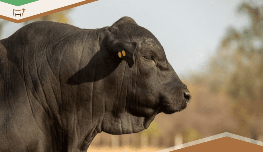 Breed Guide: Adaptability and Performance in Brangus Cattle