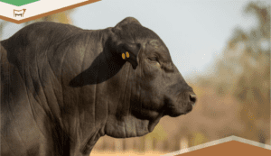 Breed Guide: Adaptability and Performance in Brangus Cattle