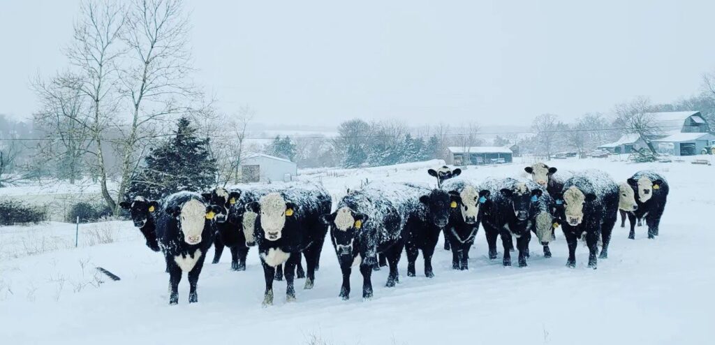 winter-cows