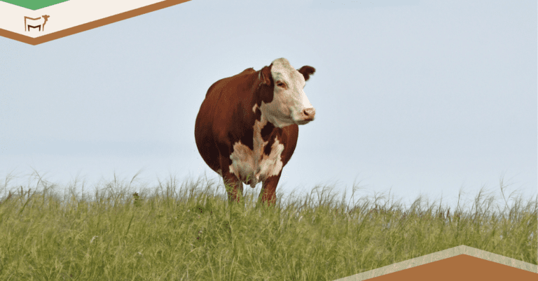 CattleMax Updates: Built for your day-to-day