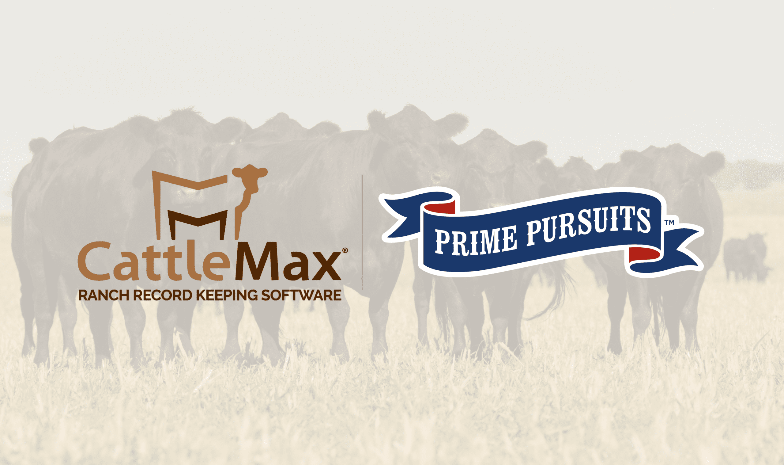 Prime Pursuits x CattleMax Connection - CattleMax
