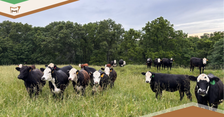 CattleMax Q2 2026 Product Updates