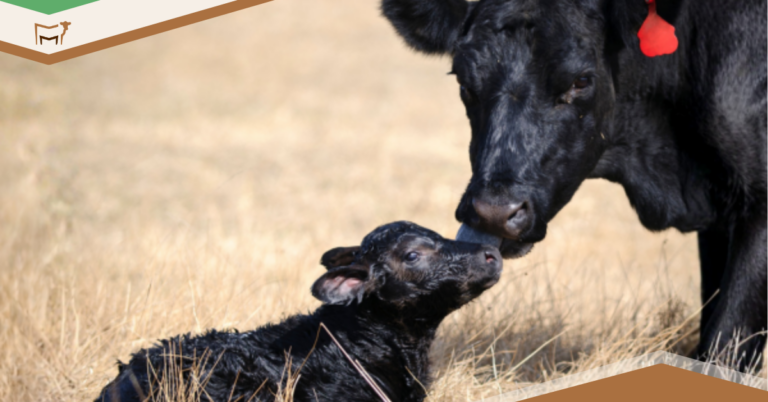 Things To Do Before Calving Season Starts
