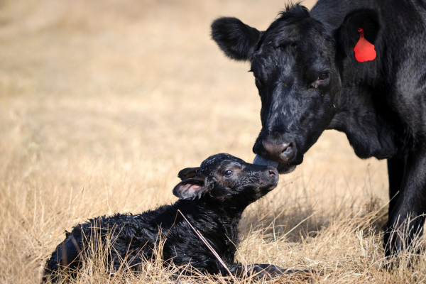 Calving season