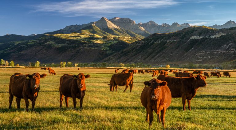 Autumn at a cattle ranch in Colorado near Ridgway - County Road 12